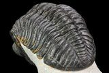 Pedinopariops Trilobite - Mrakib, Morocco #71283-5